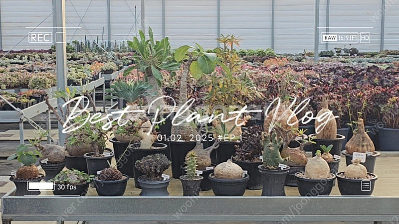 씨포스템마 우터 (아프리카식물/코덱스)--1